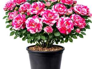 Vrtnica GPT Ines Sastre® (Plezalka)