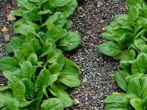 Špinača REMBOUR F1