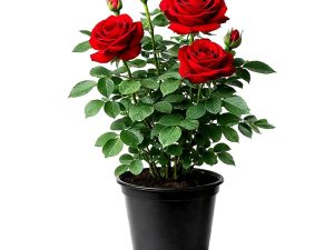 Vrtnica Rouge Meilland® (čajevka)