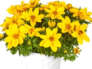 Bidens GIANT YELLOW