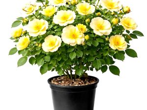 Vrtnica Sunny Knock Out® (grmasta)