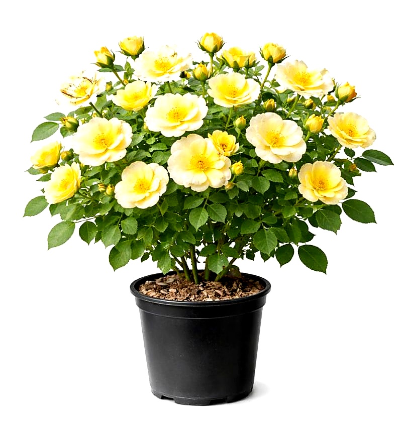 Vrtnica Sunny Knock Out® (grmasta)