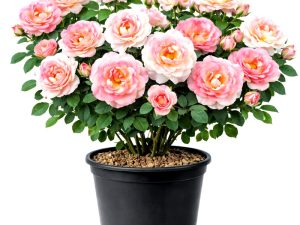 Vrtnica GPT Cesar® (Plezalka)