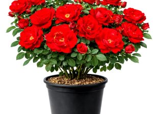 Vrtnica GPT La Sevillana® (Plezalka)