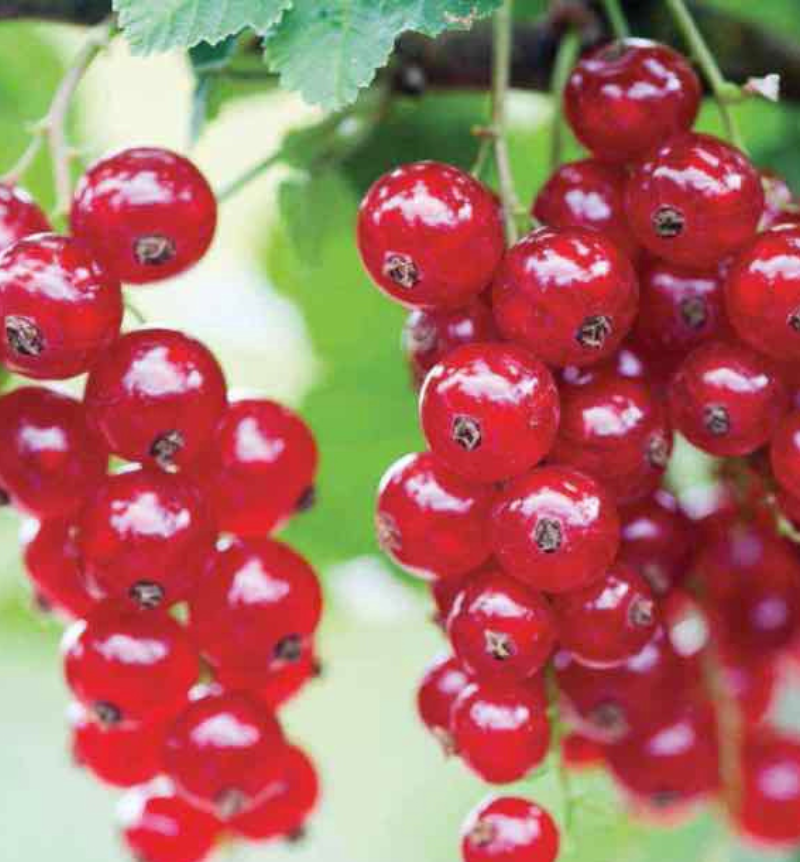 Ribez rub. 'Jonkheer van Tets'