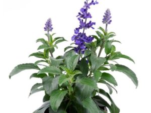Salvia Salti BLUE