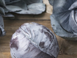 Zelje rdeče ALFARO F1