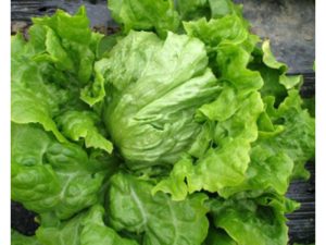 Solata Glavnata ESTIBALIZ