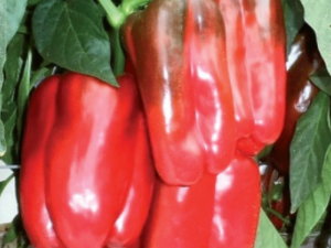 Paprika Cepljena QUADRATO ROSSO TOSCA
