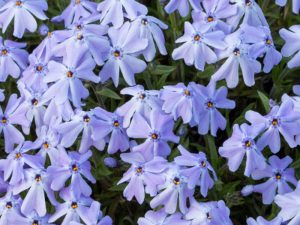 Phlox s. Emerald Cushion Blue / Plamenka