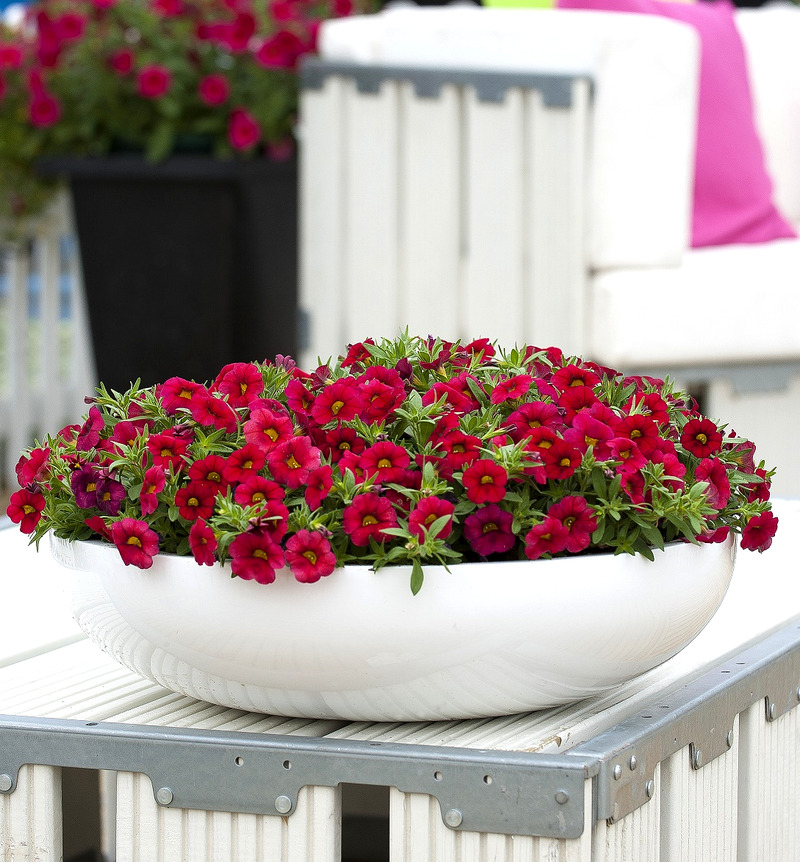 Milijon zvončki CALIPETITE RED