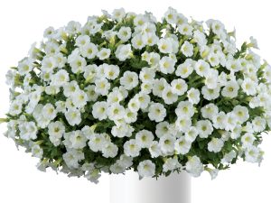 Petunija LITTLETUNIA WHITE GRACE