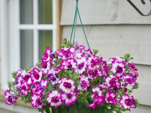 Petunija THUMBELINA NICOLA