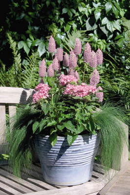 Ptilotus JOEY - slika 2