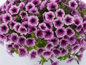 Petunija LITTLETUNIA PINK SPLASH