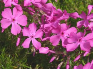 Phlox s. Mc Daniels Cushion / Plamenka