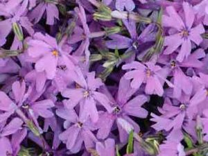 Phlox s. Purple Beauty / Plamenka