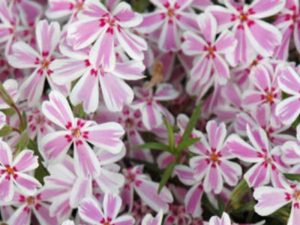 Phlox s. Candy Stripe / Plamenka