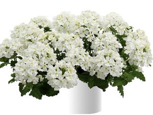 Verbena Compact WHITE