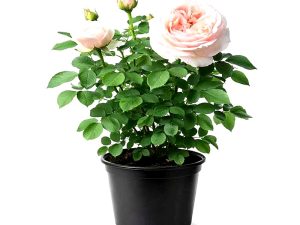 Vrtnica Andre Le Notre® (čajevka)