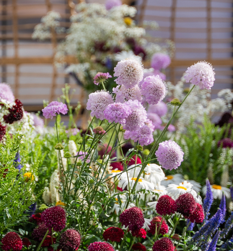 SCABIOSA Lilac / GRINTAVEC