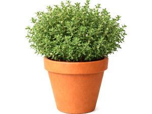 Timijan MAGIC CARPET