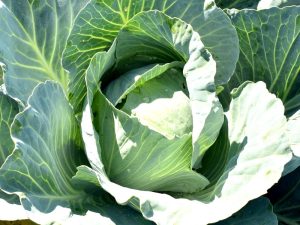 Zelje TIARA F1 zgodnje belo