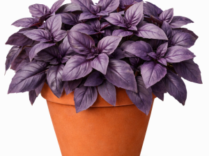 Bazilika RDEČELISTNA