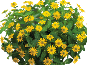 Sanvitalija kompaktna TAYLA GREAT YELLOW