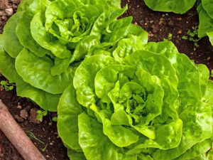 Solata KYRIO - hrastov list zelen