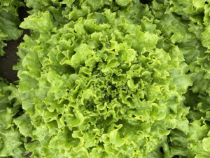 Solata LUCIBEL - ledenka