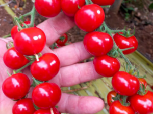 Paradižnik Cepljen BON BON -brez kožice