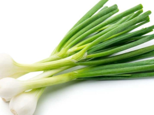 Mlada Čebula CIPOLLOTTO GIALLA 6/1