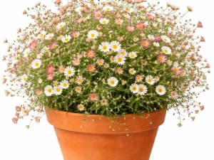 Erigeron / Suholetnica
