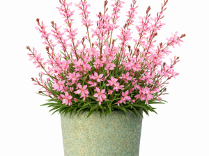 GAURA Blush Pink