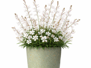 GAURA White