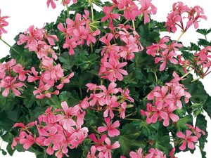 Pelargonija BRŠLJANKA Decora ROSE