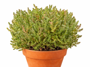 Sedum / Homuljica ACRE