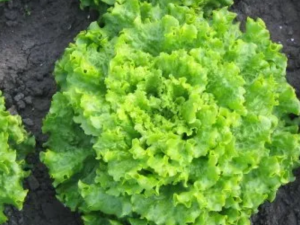 Solata MELVINE - mehkolistna