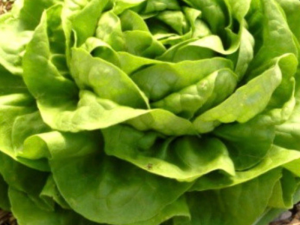 Solata NOVAPPIA - mehkolistna