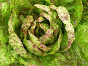 Solata ‘Forellenschluss’ – rimska / pegasta