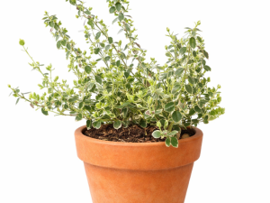 Euonymus / Trdoleska GAIETY