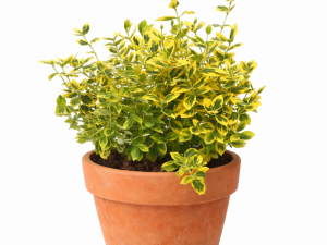 Euonymus / Trdoleska GOLD