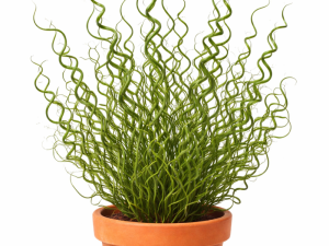 JUNCUS EFFUSU SPIRALIS - okrasna trava