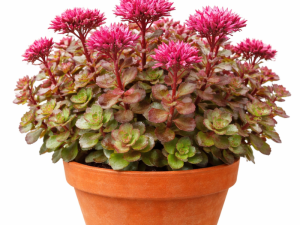 Sedum / Homuljica COCCINEUM