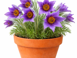 VELIKONOČNICA / Pulsatilla Vulgaris Blau Glocke