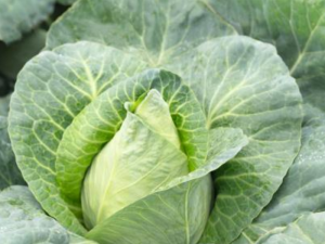 Zelje CLARAFLEX - koničasto belo