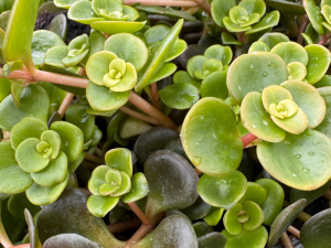 Sedum / Homuljica DASPHYLLUM