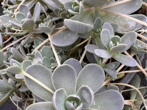Sedum / Homuljica WEIHENSTEPHANER