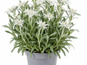Leontopodium Alpinum – PLANIKA L13
